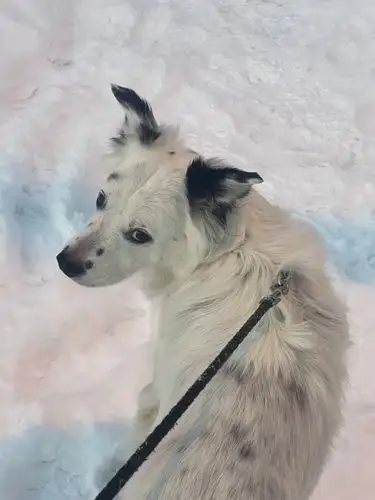 Winter wonderland doggo checking in!